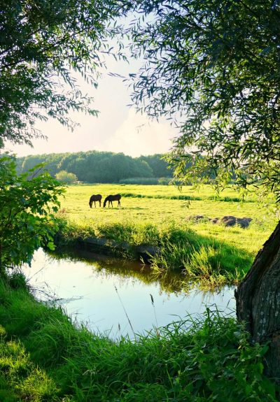 pexels-mabelamber-141978